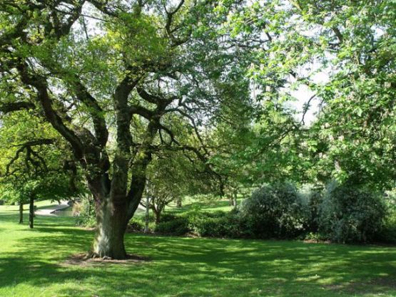 Grove Park   Harborne   trees.jpg
